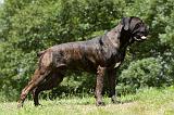 CANE CORSO 937